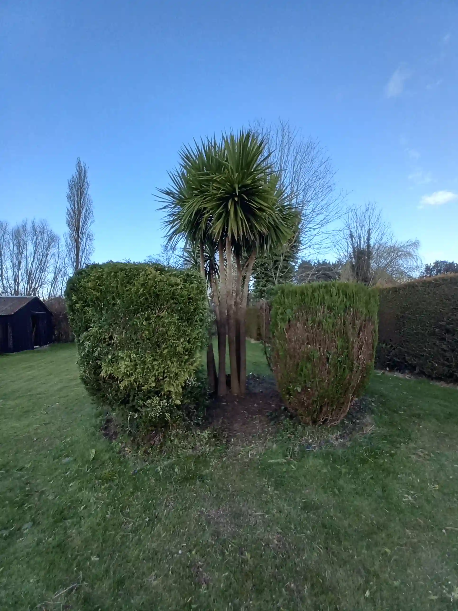 Hedge Reduction by BCA Gardening Service in Werrington